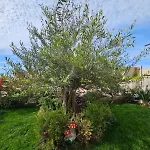 Olive Coast Palase