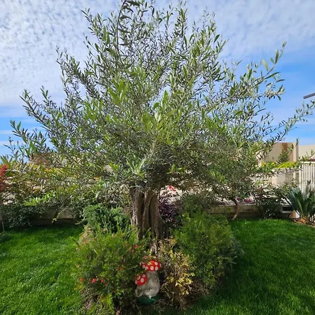 Olive Coast Palase
